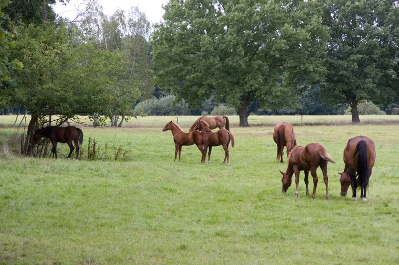 ranch31