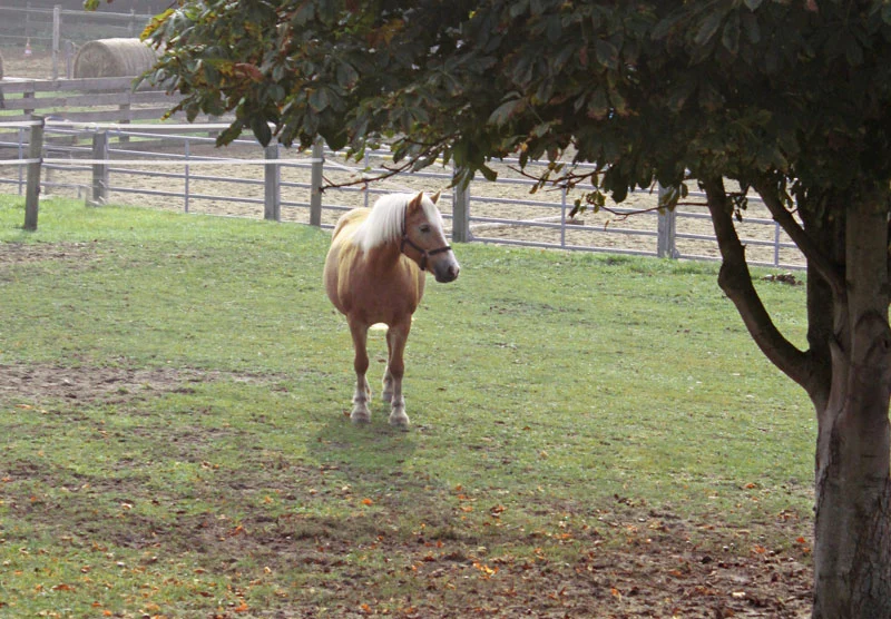 ranch33